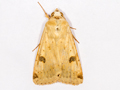Bordered Straw